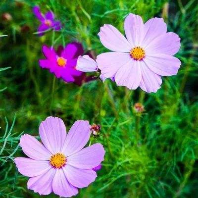 富康彩票旧版本下载安装